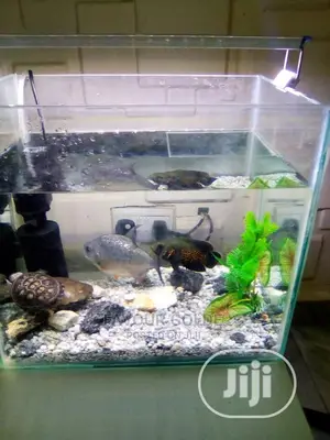 Aquarium Design