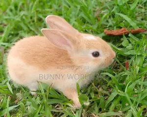 Foreign Palomino Rabbit