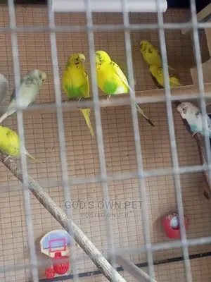 Lovely Well Healthy Budgies Parrots Is Available for Sale