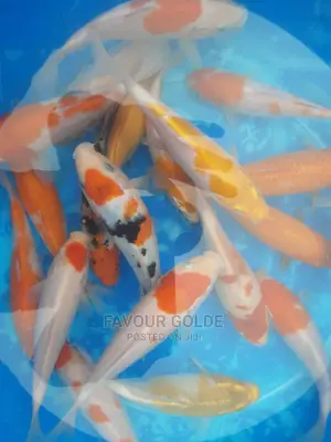 Koi Cap Fish