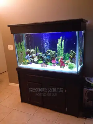 Aquarium Interior Design
