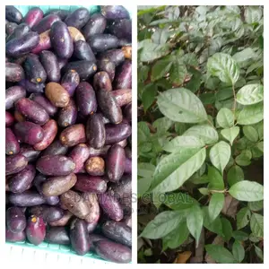 UBE (Local Pear) Seedlings