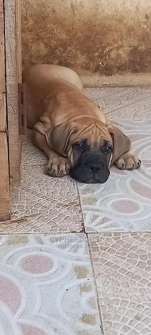 1-3 months Male Purebred Boerboel