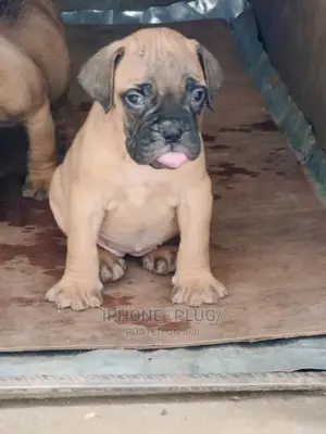 1-3 months Female Purebred Bullmastiff