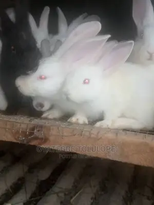 Bunnie Rabbits Available For Pet And Breeding In Abuja,