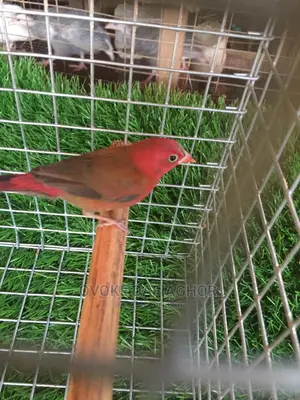 Red Finches Bird
