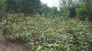 Hybrid Grafted Dwarf Mango Seedlings