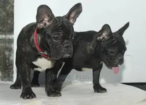 3-6 months Male Purebred French Bulldog