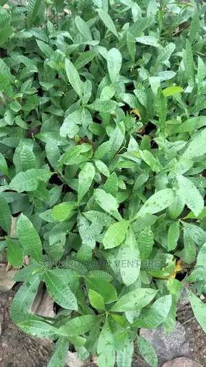 Hybrid Jumbo Cashew Seedlings