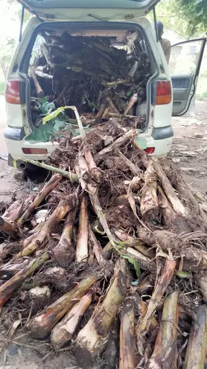 Hybrid Plantain and Banana Suckers