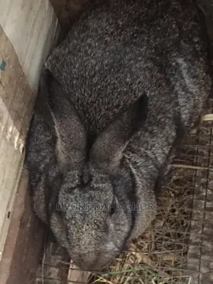 Heavy Pregnant Chinchilla