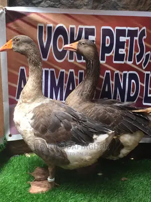 Pair Adult Canada Geese