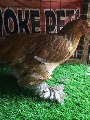 The Brahma Chicken