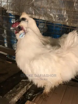 Pair of Adult Laying Silkies
