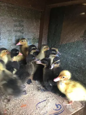 Day Old Ducks Different Breed