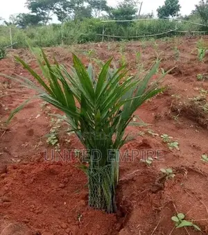 Tenera Hybrid Seedlings, Malaysian Super Gene Specie