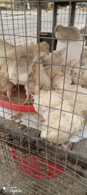 White Cockerel 4weeks Old