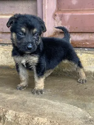 1-3 months Female Purebred German Shepherd