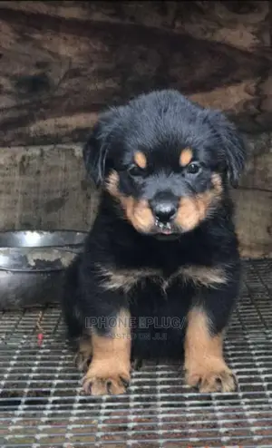 1-3 months Male Purebred Rottweiler