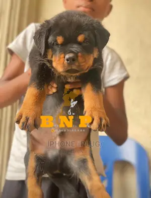 1-3 months Male Purebred Rottweiler