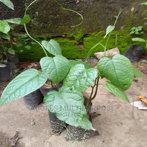 Walnut ( Awusa ) Seedling
