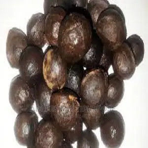 Walnut ( Awusa ) Seedling