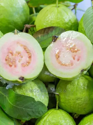 Fruit Plants