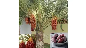Young Dates Plant and Other Seedlings