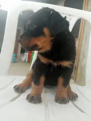 1-3 months Female Purebred Rottweiler