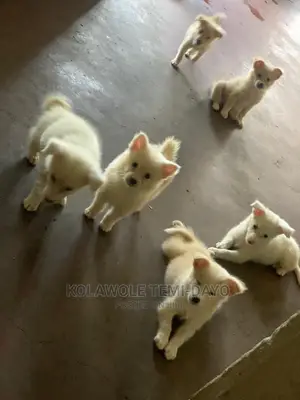1-3 months Male Purebred American Eskimo