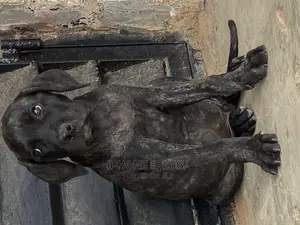 1-3 months Male Purebred Boerboel