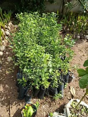 Hybrid Draft and Budded Sweet Orange