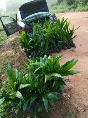 Hybrid Tenera and Malaysian Supergene Oil Palm Seedlings