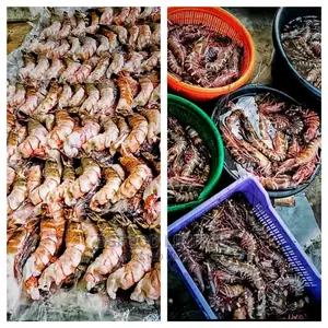 Fresh Jumbo Prawns