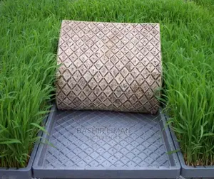 Bricharia Mulato Grass Seed