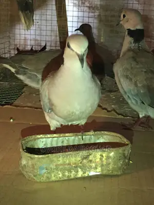 Morning Doves