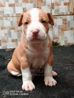 1-3 months Female Purebred American Pit Bull Terrier