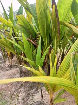 Hybrid Green and Yellow Dwarf Coconut