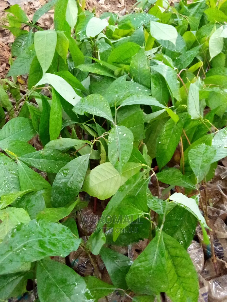 Ogbono Seedling