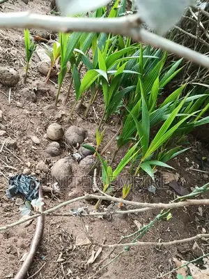 Hybrid Yellow/ Green Dwarf Coconut Seedlings.