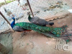 Mature Peacock With Full Tail