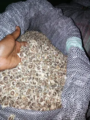 Moringa Seeds