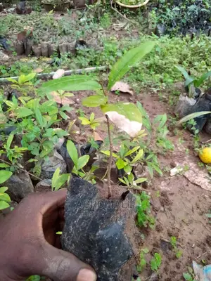 Agbayun (Miracle Berry) Seedling