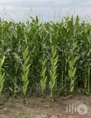 Special Hybrid Maize _1kg