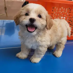 1-3 months Female Purebred Lhasa Apso