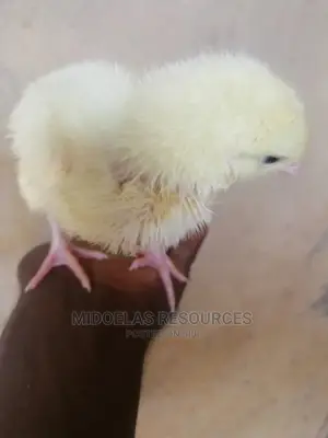Day Old Chick