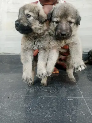 1-3 months Female Mixed Breed Caucasian Shepherd