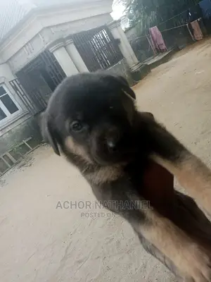 1-3 months Female Purebred German Shepherd