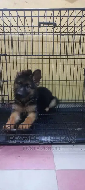 1-3 months Female Purebred German Shepherd