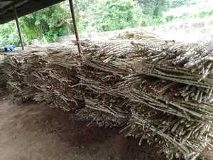 Cassava Stem
